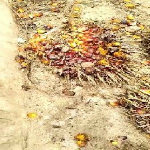 ripe_train (984).jpg