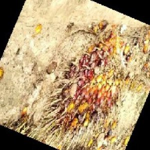 ripe_train (986).jpg