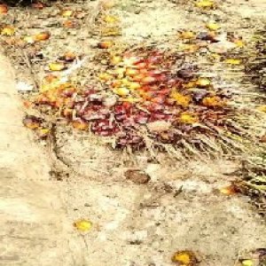 ripe_train (987).jpg