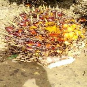 ripe_train (988).jpg