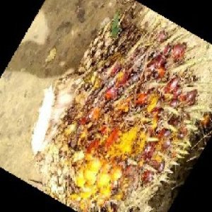 ripe_train (989).jpg