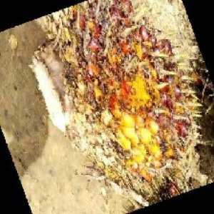 ripe_train (990).jpg