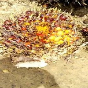 ripe_train (991).jpg