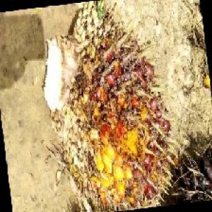 ripe_train (992).jpg