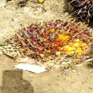 ripe_train (993).jpg