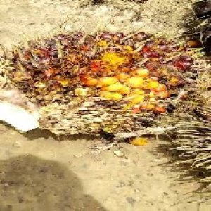 ripe_train (994).jpg