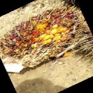 ripe_train (995).jpg