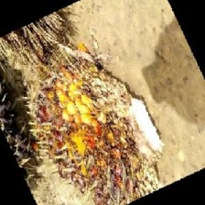 ripe_train (996).jpg