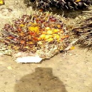 ripe_train (997).jpg