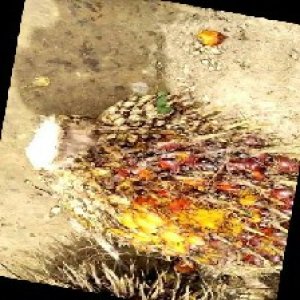 ripe_train (998).jpg