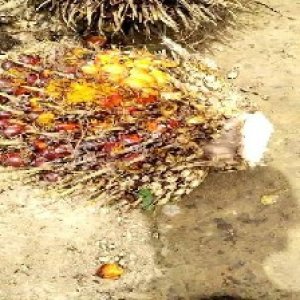 ripe_train (999).jpg