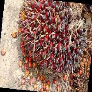 underripe_train (1).jpg