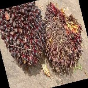 underripe_train (10).jpg