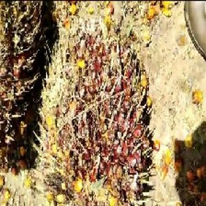 underripe_train (100).jpg