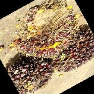 underripe_train (1002).jpg