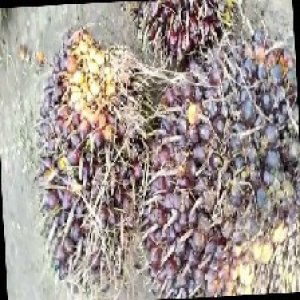 underripe_train (1005).jpg