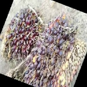 underripe_train (1007).jpg