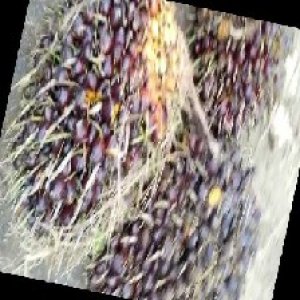 underripe_train (1012).jpg