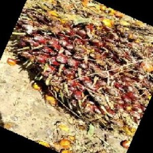 underripe_train (102).jpg