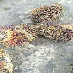 underripe_train (1027).jpg