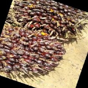 underripe_train (1035).jpg