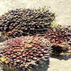 underripe_train (1044).jpg