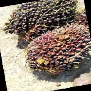 underripe_train (1045).jpg