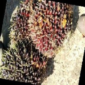 underripe_train (1048).jpg