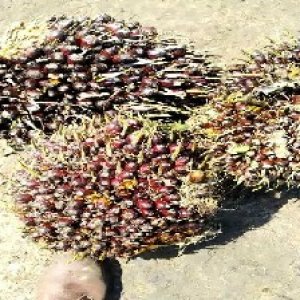 underripe_train (1052).jpg