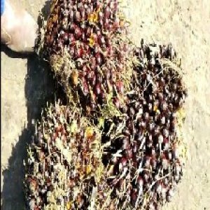 underripe_train (1053).jpg