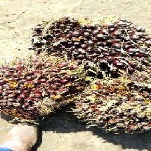 underripe_train (1054).jpg