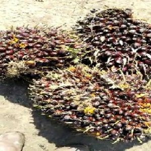 underripe_train (1055).jpg