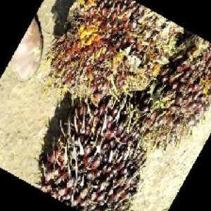 underripe_train (1058).jpg