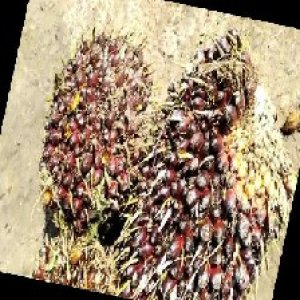 underripe_train (1061).jpg