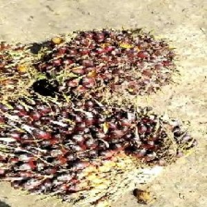 underripe_train (1062).jpg