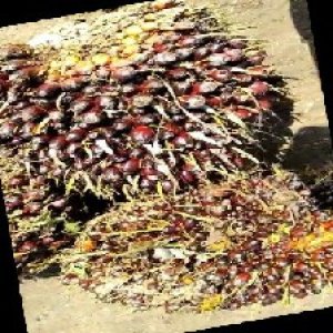 underripe_train (1063).jpg