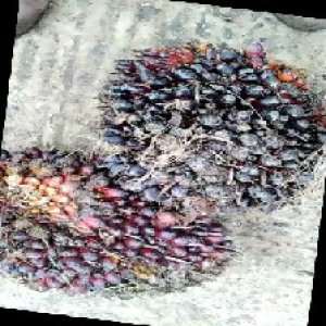 underripe_train (1069).jpg