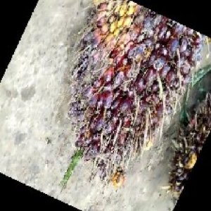 underripe_train (107).jpg