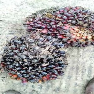 underripe_train (1070).jpg