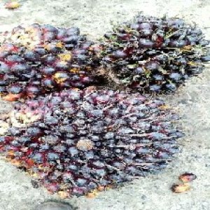 underripe_train (1071).jpg