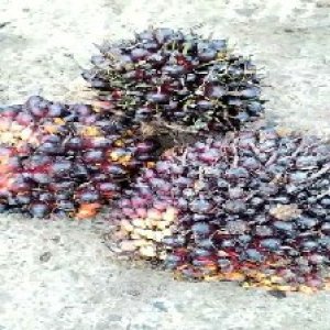 underripe_train (1073).jpg