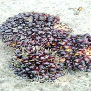 underripe_train (1076).jpg