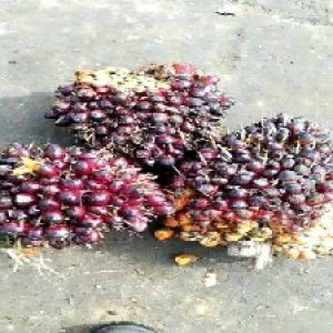 underripe_train (1077).jpg