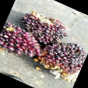 underripe_train (1078).jpg