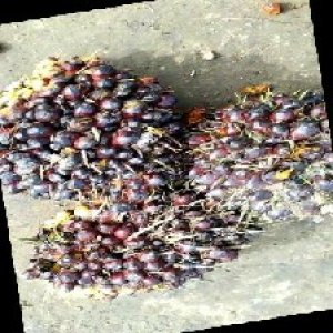 underripe_train (1087).jpg