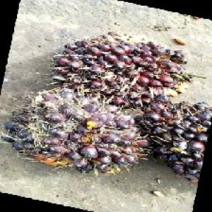 underripe_train (1089).jpg