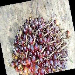 underripe_train (109).jpg