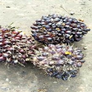 underripe_train (1092).jpg