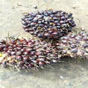 underripe_train (1093).jpg