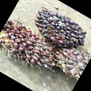 underripe_train (1094).jpg